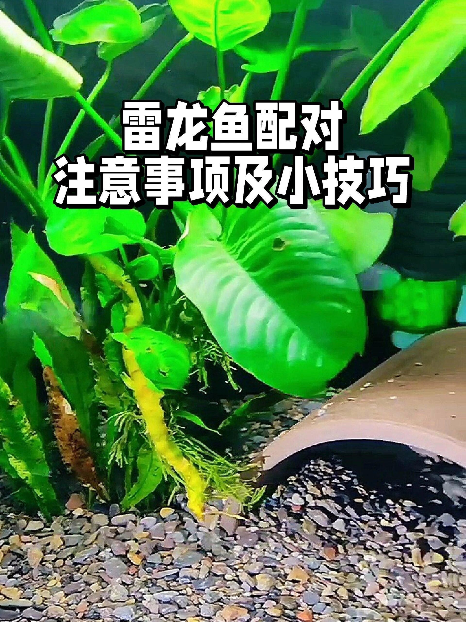 如何給雷龍魚配對(duì)？