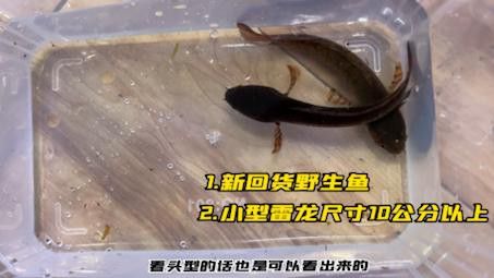 如何給雷龍魚配對？