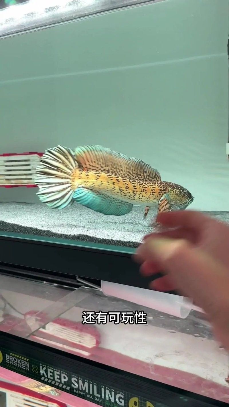 雷龍魚(yú)怎么馴養(yǎng)