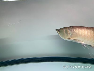 龍魚眼睛下垂怎么治療好：龍魚的眼睛下垂怎么治療好 龍魚眼睛下垂怎么治療好：龍魚的眼睛下垂怎么治療好 龍魚百科 第3張