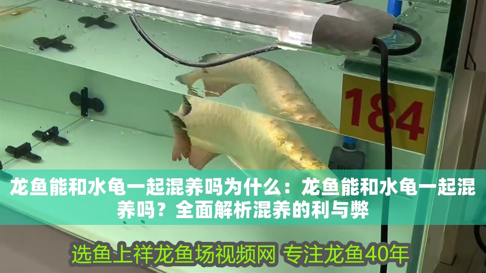 龍魚能和水龜一起混養(yǎng)嗎為什么：龍魚能和水龜一起混養(yǎng)嗎？全面解析混養(yǎng)的利與弊