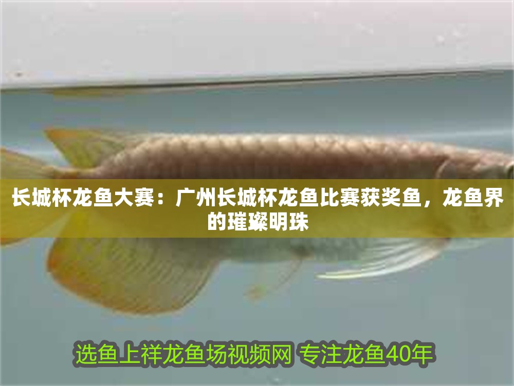 長(zhǎng)城杯龍魚(yú)大賽：廣州長(zhǎng)城杯龍魚(yú)比賽獲獎(jiǎng)魚(yú)，龍魚(yú)界的璀璨明珠