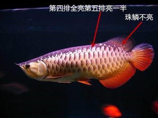 購買紅龍魚的要點：如何鑒別紅龍魚品質優劣,紅龍魚常見疾病預防方法