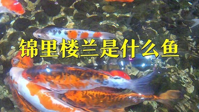 能詳細(xì)介紹錦鯉樓蘭嗎？ 能詳細(xì)介紹錦鯉樓蘭嗎？ 龍魚(yú)百科 第1張