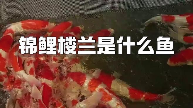 能詳細(xì)介紹錦鯉樓蘭嗎？ 能詳細(xì)介紹錦鯉樓蘭嗎？ 龍魚(yú)百科 第2張