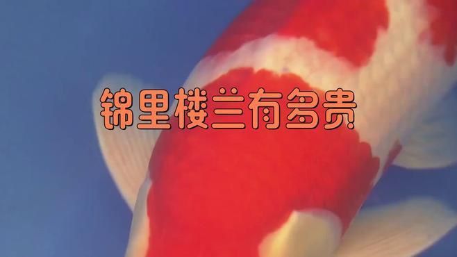 能詳細(xì)介紹錦鯉樓蘭嗎？ 能詳細(xì)介紹錦鯉樓蘭嗎？ 龍魚(yú)百科 第6張