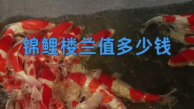 能詳細(xì)介紹錦鯉樓蘭嗎？ 能詳細(xì)介紹錦鯉樓蘭嗎？ 龍魚(yú)百科 第5張