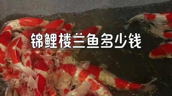 能詳細(xì)介紹錦鯉樓蘭嗎？ 能詳細(xì)介紹錦鯉樓蘭嗎？ 龍魚(yú)百科 第7張