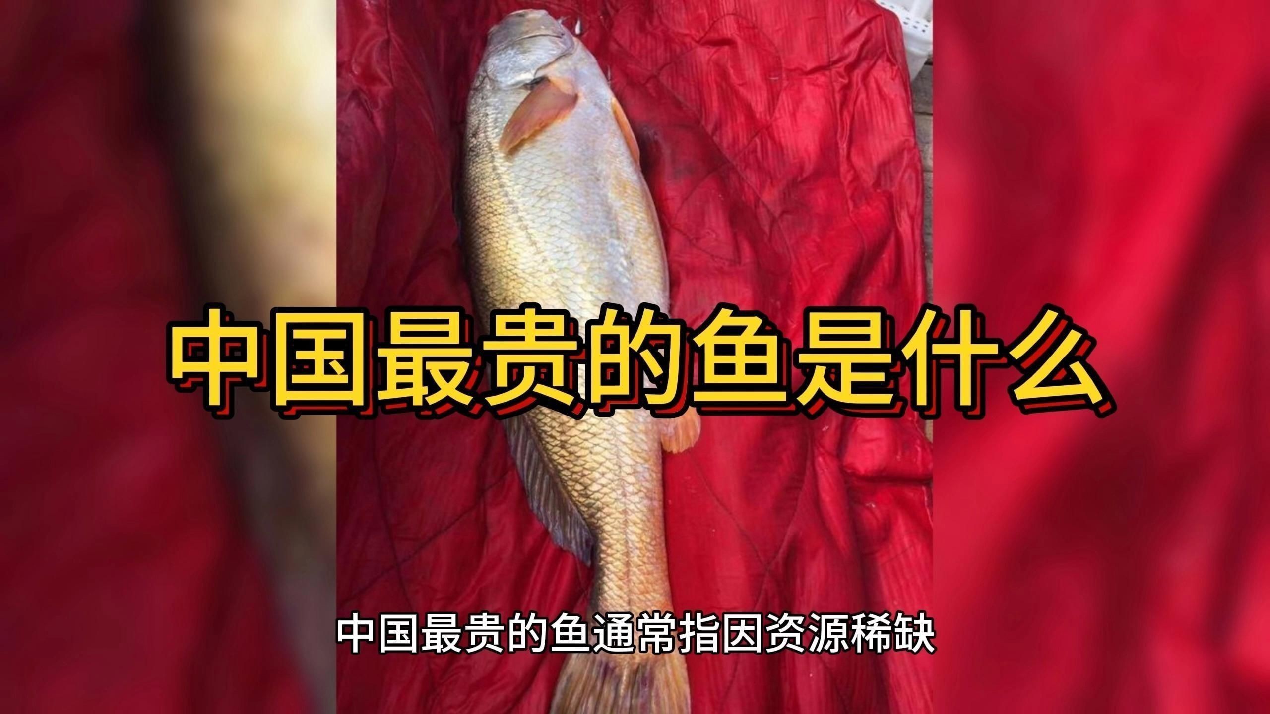 中國最昂貴十大名魚觀賞魚