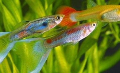 龍魚喜歡大水流嗎（適當控制魚缸中的水流,龍魚喜歡大水流嗎，） 龍魚喜歡大水流嗎（適當控制魚缸中的水流,龍魚喜歡大水流嗎，） 龍魚百科 第3張