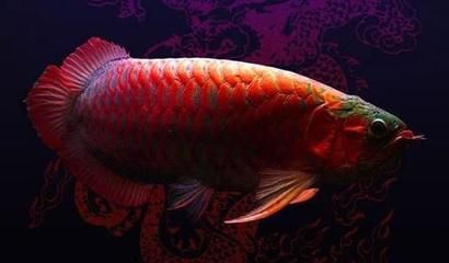 龍魚喜歡大水流嗎（適當控制魚缸中的水流,龍魚喜歡大水流嗎，） 龍魚喜歡大水流嗎（適當控制魚缸中的水流,龍魚喜歡大水流嗎，） 龍魚百科 第4張