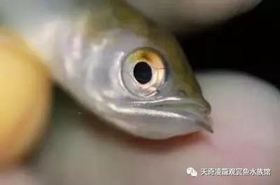 龍魚喜歡大水流嗎（適當控制魚缸中的水流,龍魚喜歡大水流嗎，） 龍魚喜歡大水流嗎（適當控制魚缸中的水流,龍魚喜歡大水流嗎，） 龍魚百科 第1張