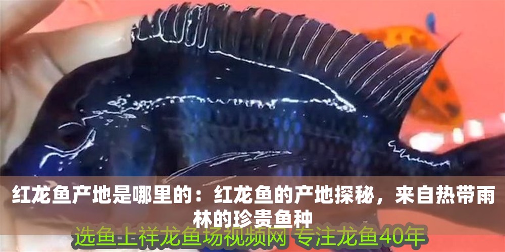 紅龍魚產地是哪里的：紅龍魚的產地探秘，來自熱帶雨林的珍貴魚種
