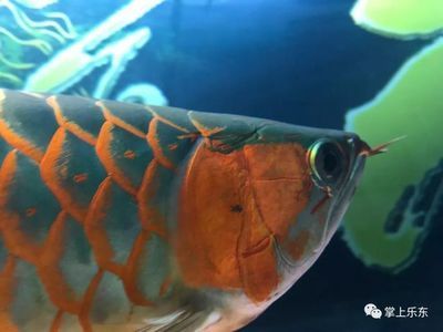 二手紅龍魚轉讓價格可以根據紅龍魚的品種、年齡以及健康狀況等因素有所不同：二手紅龍魚的轉讓價格