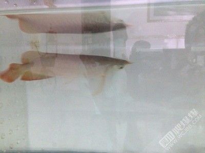 二手紅龍魚轉讓價格可以根據紅龍魚的品種、年齡以及健康狀況等因素有所不同：二手紅龍魚的轉讓價格