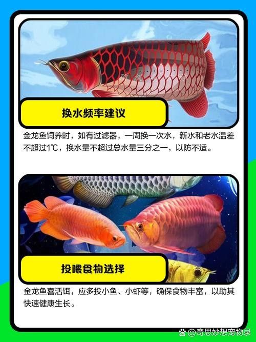 龍魚和斑馬魚混養(yǎng)可以嗎圖片 龍魚和斑馬魚混養(yǎng)可以嗎圖片 龍魚百科 第13張