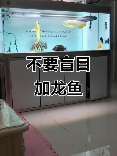 龍魚和斑馬魚混養(yǎng)可以嗎圖片 龍魚和斑馬魚混養(yǎng)可以嗎圖片 龍魚百科 第15張