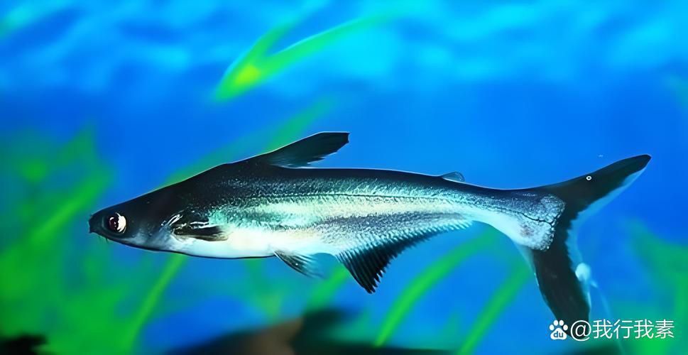 藍鯊魚圖片 藍鯊魚圖片 龍魚百科 第1張