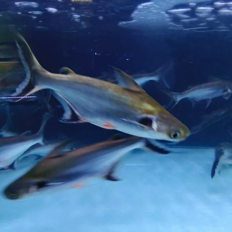 藍鯊魚圖片 藍鯊魚圖片 龍魚百科 第3張