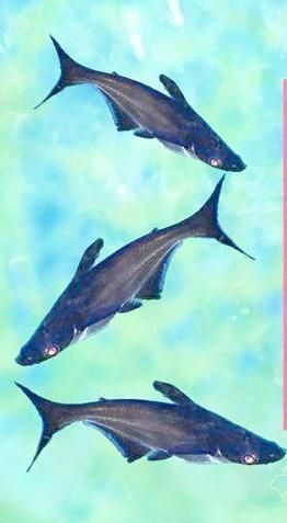 藍鯊魚圖片 藍鯊魚圖片 龍魚百科 第4張