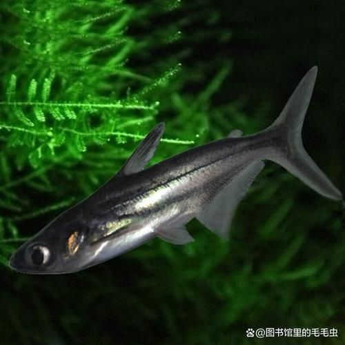 藍鯊魚圖片 藍鯊魚圖片 龍魚百科 第6張