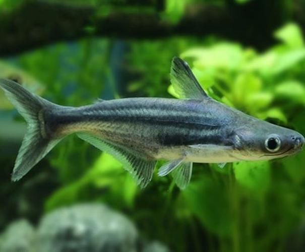 藍鯊魚圖片 藍鯊魚圖片 龍魚百科 第5張