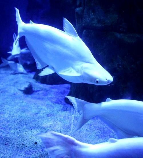 藍鯊魚圖片 藍鯊魚圖片 龍魚百科 第8張