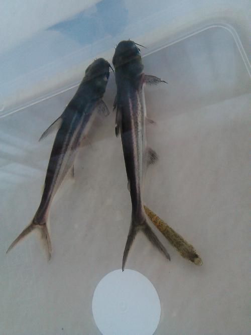 藍鯊魚圖片 藍鯊魚圖片 龍魚百科 第13張
