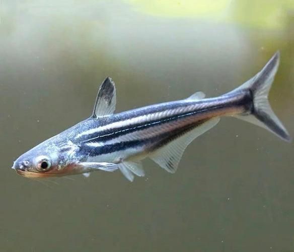 藍鯊魚圖片 藍鯊魚圖片 龍魚百科 第16張