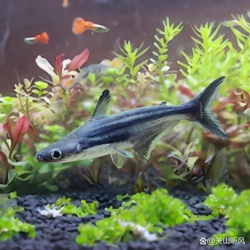 藍鯊魚圖片 藍鯊魚圖片 龍魚百科 第17張