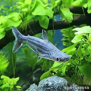 藍鯊魚圖片 藍鯊魚圖片 龍魚百科 第28張