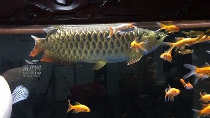 大金龍魚好養嗎（養殖金龍魚困難嗎？）