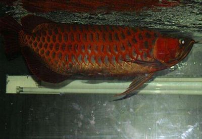 紅龍魚最好的配魚方式
