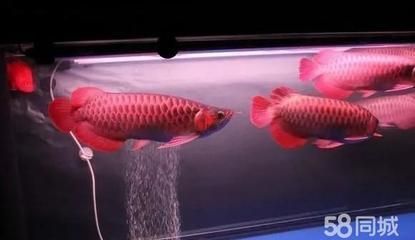 紅龍魚下鰭折斷了怎么辦【紅龍魚下鰭折斷后的護理要點】