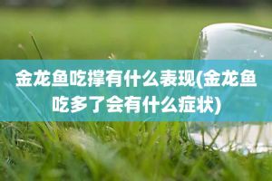 金龍魚吃多了會有什么癥狀：金魚吃多了會有什么癥狀