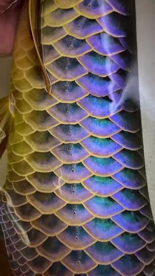 推薦幾張金龍魚品相圖片