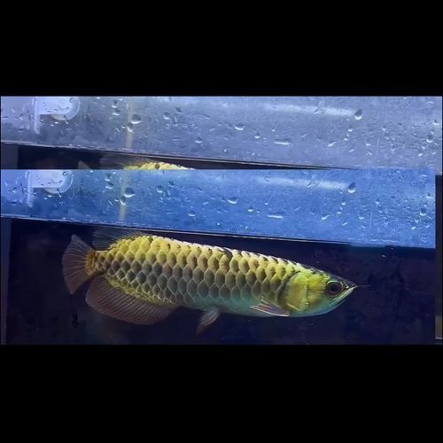 推薦幾張金龍魚品相圖片