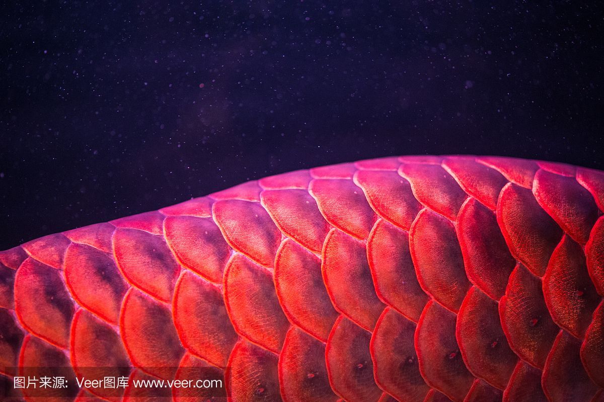 紅龍魚尾巴不紅怎么回事（揭秘|紅龍久久不發色變成黃尾龍\的奧秘!）
