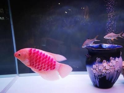 龍魚觀賞價值排行榜前十名有哪些品種：亞洲龍魚觀賞價值排行榜前十名有哪些品種各有特色