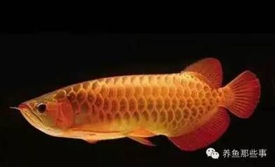 龍魚好養活嗎怎么養（養殖龍魚的方法）