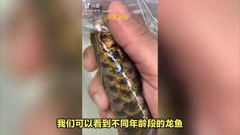 有沒有更多龍魚養(yǎng)殖場推薦？