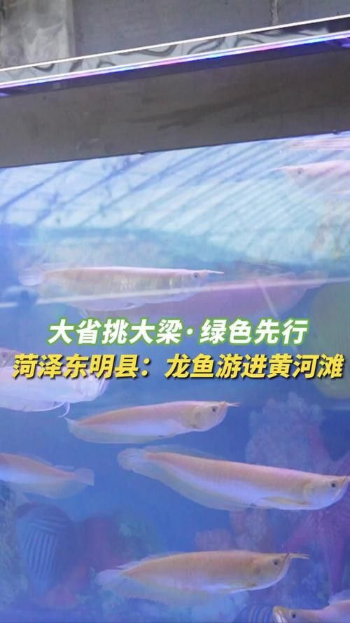 有沒有更多龍魚養(yǎng)殖場推薦？