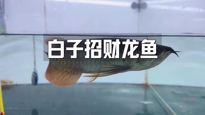 如何挑選高品質的白子招財龍魚？
