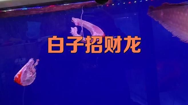 如何挑選高品質的白子招財龍魚？