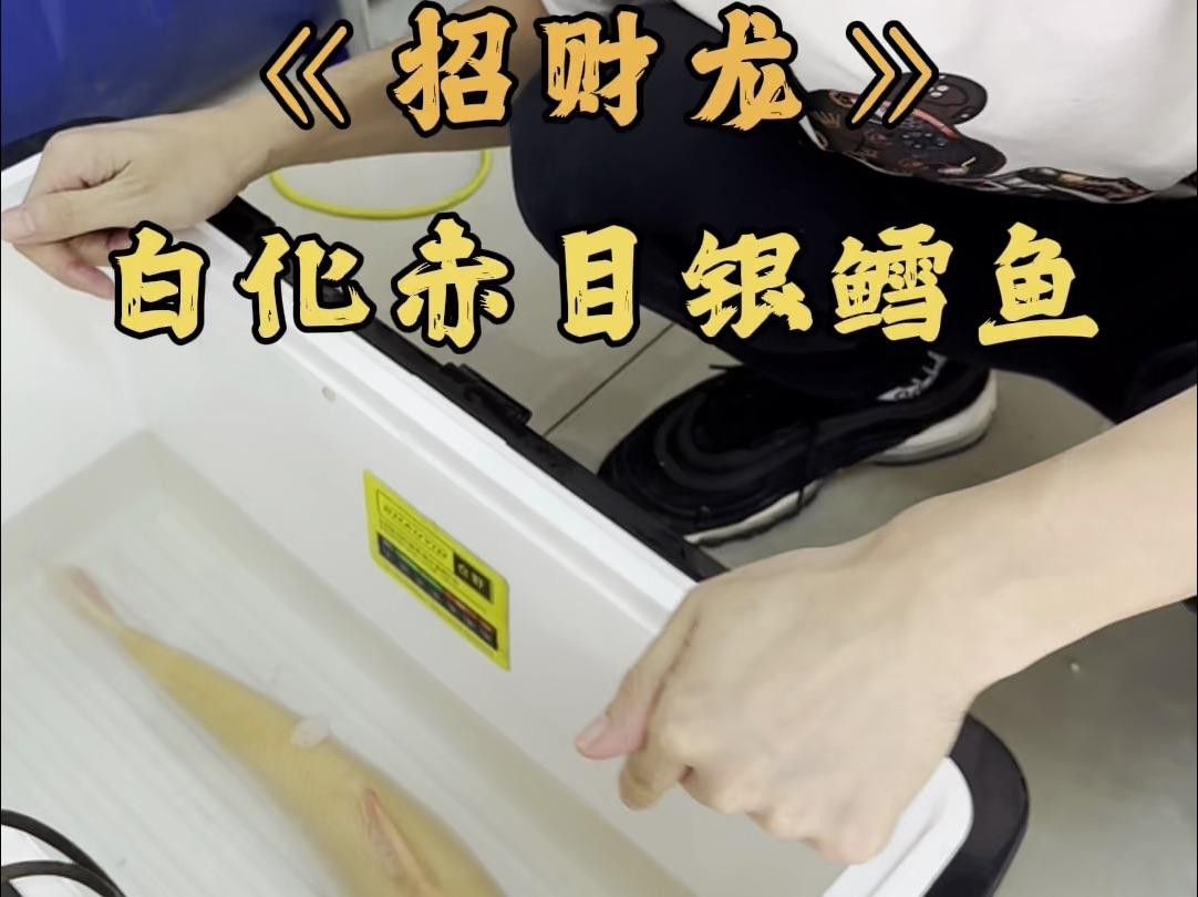 如何挑選高品質的白子招財龍魚？