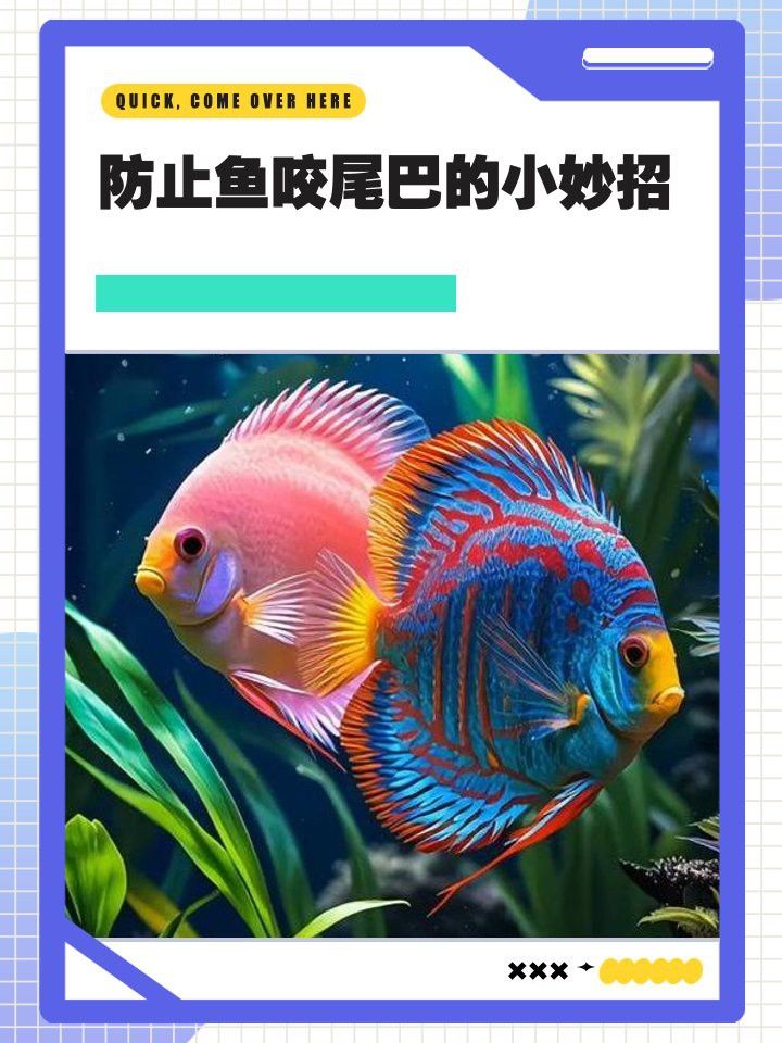 藍曼龍魚互相咬尾巴