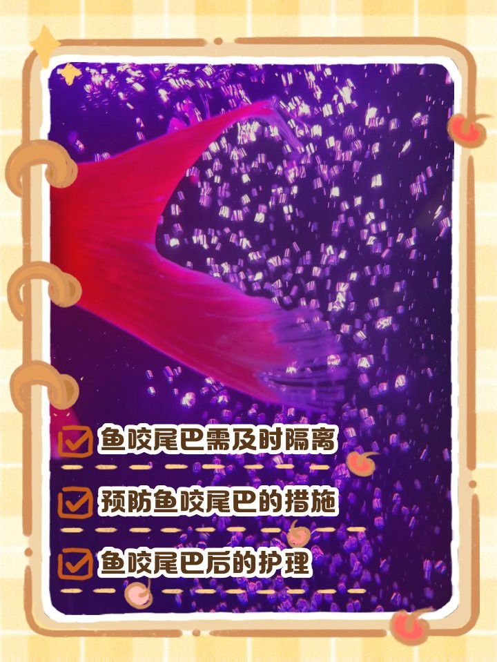 藍曼龍魚互相咬尾巴