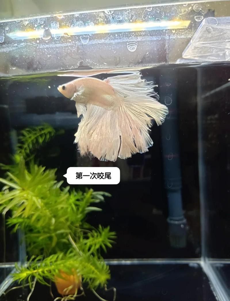 藍曼龍魚互相咬尾巴
