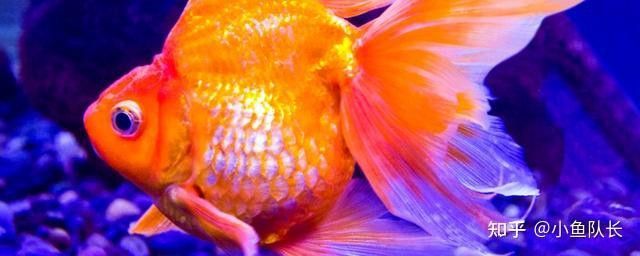 藍曼龍魚互相咬尾巴