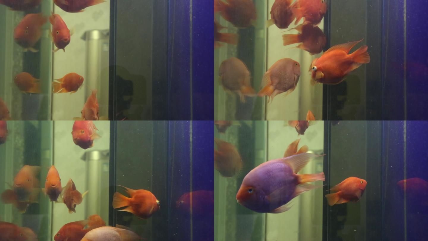 龍魚和鸚鵡混養溫度多少：鸚鵡魚和銀龍魚的混養技巧鸚鵡魚和銀龍魚的混養技巧